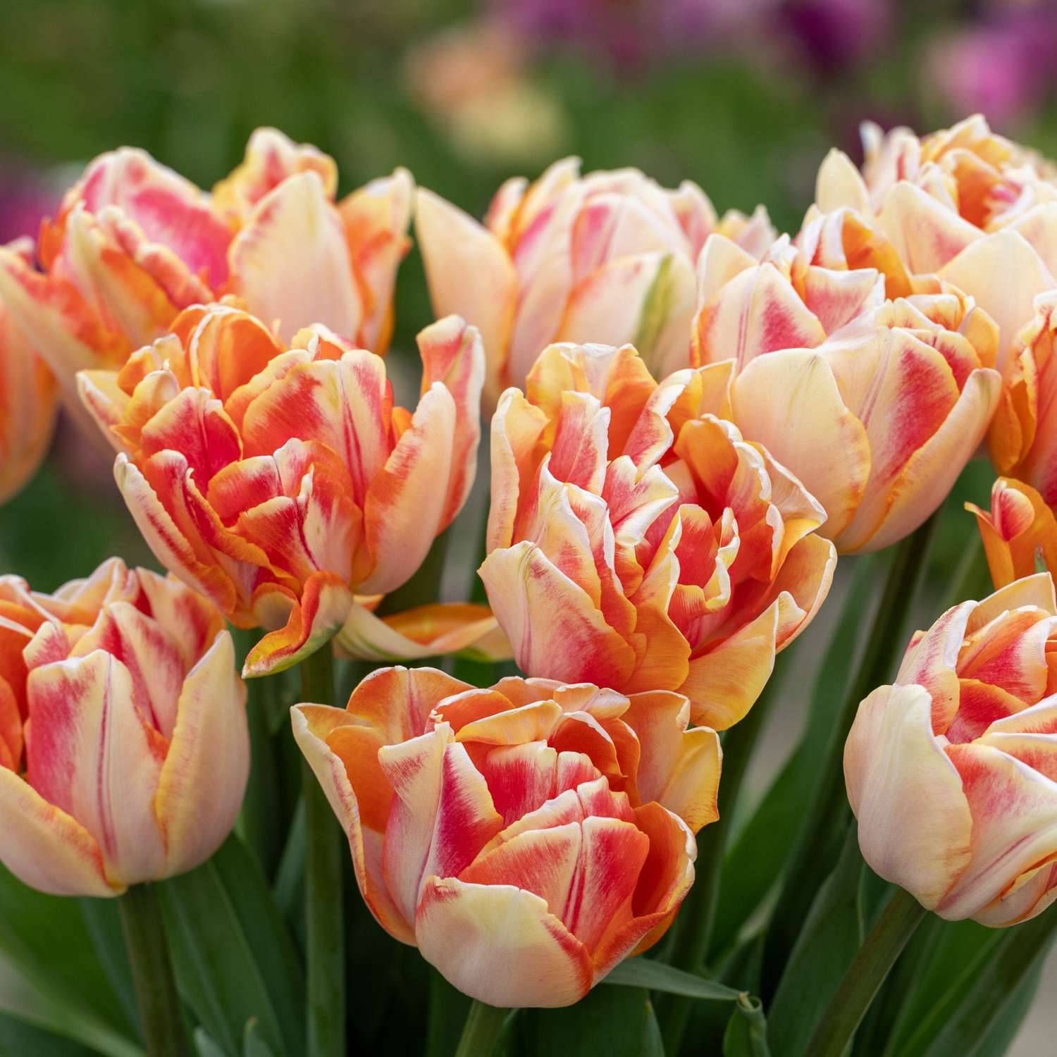 Tulipan 'Foxy Foxtrot'